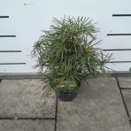 Dáždnikovec praslenovitý (Sciadopitys Verticillata) – výška 20-30 cm, kont. C3L